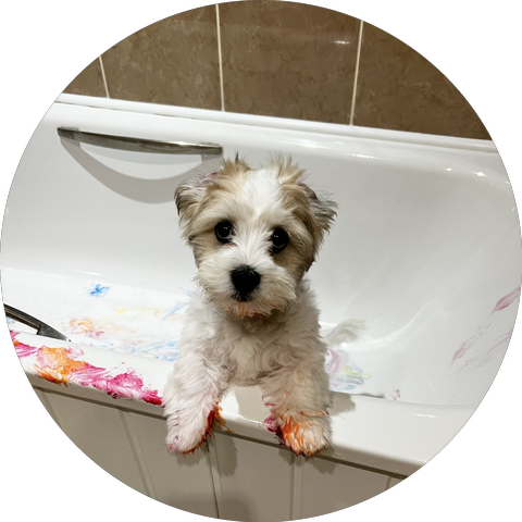 Max as a puppy in the bath, paws covered in colourful paint