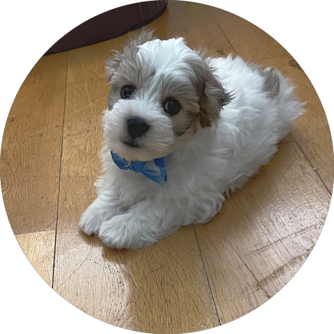 Max as a tiny puppy, wearing a little blue bow tie