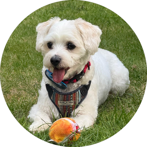 Max today — grown up, healthy and happy on the grass with his ball