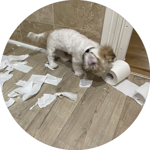 Max as a puppy, having happily shredded a roll of toilet paper